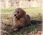 Small #2 Goldendoodle