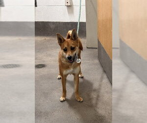 Shiba Inu-Unknown Mix Dogs for adoption in Forestville, MD, USA