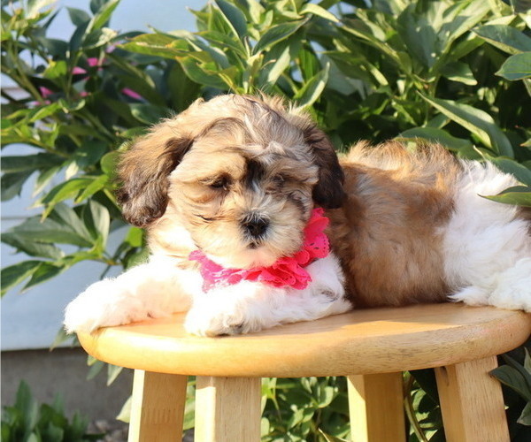 Medium Photo #2 Zuchon Puppy For Sale in THORP, WI, USA