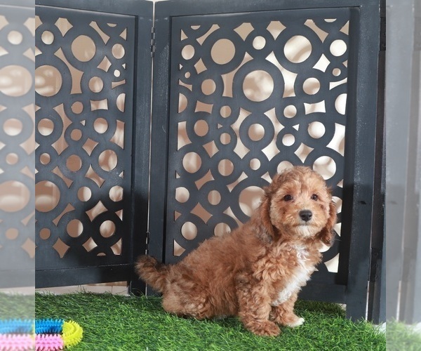 Medium Photo #3 Poodle (Miniature) Puppy For Sale in MOUNT VERNON, OH, USA