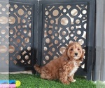 Small #2 Poodle (Miniature)
