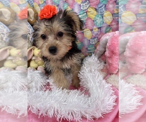 Medium Photo #5 YorkiePoo Puppy For Sale in BOLINGBROOK, IL, USA