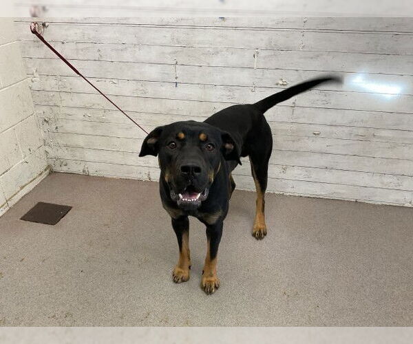 Medium Photo #2 Rottweiler-Unknown Mix Puppy For Sale in San Bernardino, CA, USA