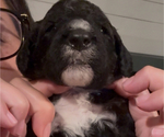 Small Photo #54 Bernedoodle Puppy For Sale in MOULTON, AL, USA