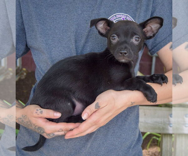 Medium Photo #2 Chiranian Puppy For Sale in Huntley, IL, USA