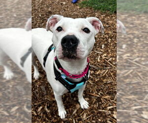 American Pit Bull Terrier Dogs for adoption in Waterford, VA, USA