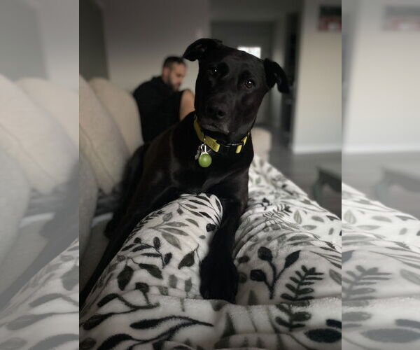 Medium Photo #5 Labrador Retriever-Unknown Mix Puppy For Sale in Mechanicsburg, PA, USA