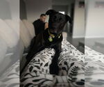 Small #4 Labrador Retriever Mix