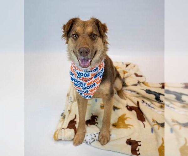 Medium Photo #5 Australian Shepherd-Unknown Mix Puppy For Sale in Kennesaw, GA, USA