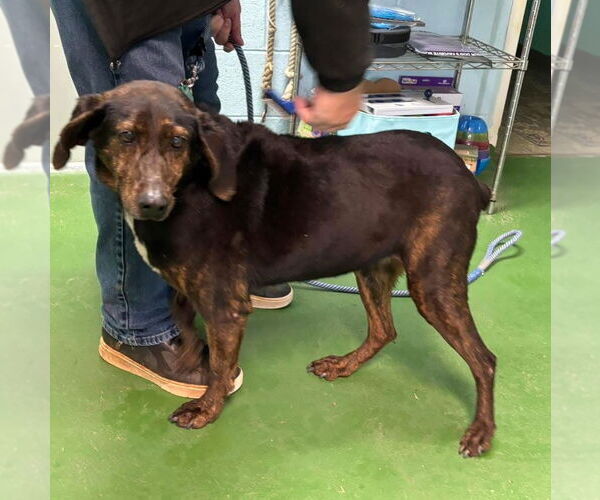 Medium Photo #2 Mutt Puppy For Sale in Rustburg, VA, USA