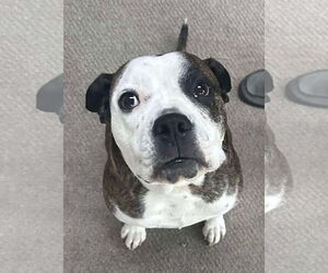 American Pit Bull Terrier-Unknown Mix Dogs for adoption in Germantown, OH, USA