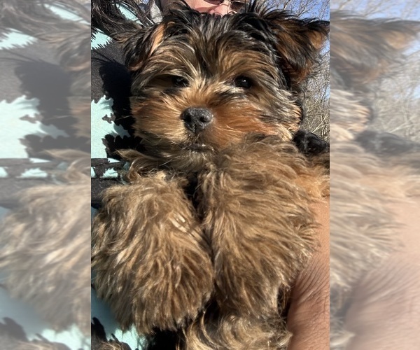 Medium Photo #6 Yorkshire Terrier Puppy For Sale in ATLANTA, GA, USA