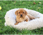Renee - Female Labrador Retriever Puppy for Sale - Small photo