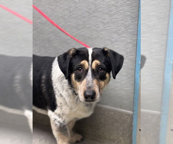 Medium Photo #1 Mutt Puppy For Sale in Las Vegas, NV, USA