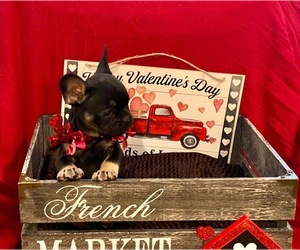 French Bulldog Puppy for sale in COEUR D ALENE, ID, USA