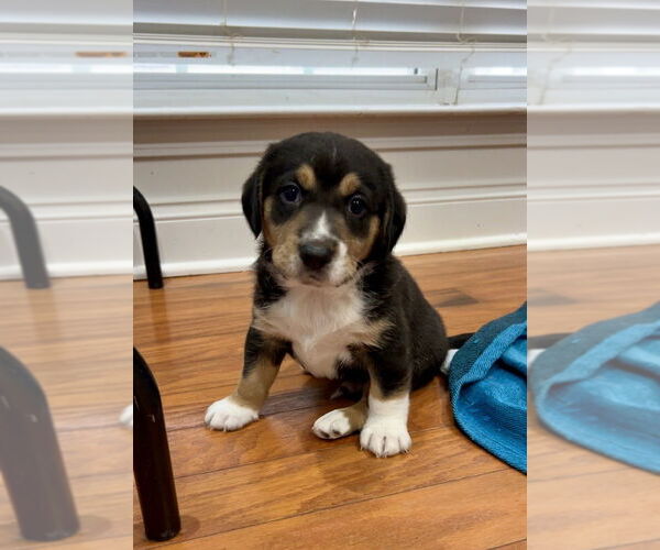 Medium Photo #2 Doxle Puppy For Sale in Mooresville, NC, USA