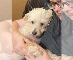 Small #1 Poodle (Miniature) Mix