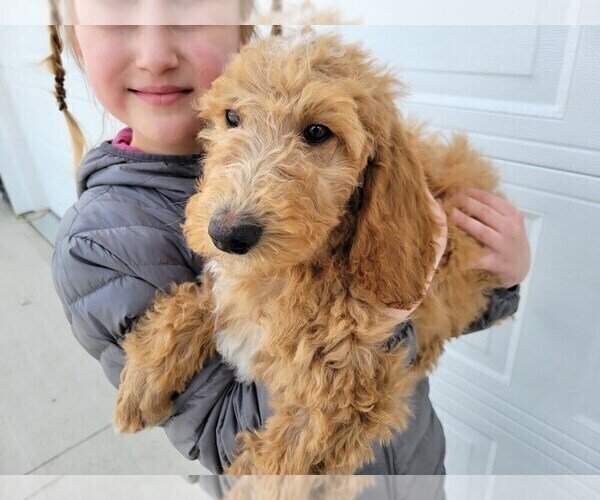 Full screen Photo #2 Doodle-Poodle (Standard) Mix Puppy For Sale in NAMPA, ID, USA
