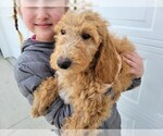 Small Photo #2 Doodle-Poodle (Standard) Mix Puppy For Sale in NAMPA, ID, USA