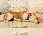 Small #1 Mutt
