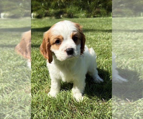 Medium Photo #6 Cavalier King Charles Spaniel Puppy For Sale in FAIR HAVEN, MI, USA