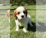 Small Photo #6 Cavalier King Charles Spaniel Puppy For Sale in FAIR HAVEN, MI, USA