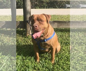 Dogue de Bordeaux-Unknown Mix Dogs for adoption in Davie, FL, USA