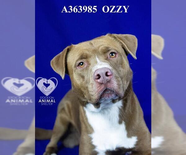 Medium Photo #2 American Pit Bull Terrier-Unknown Mix Puppy For Sale in Stockton, CA, USA