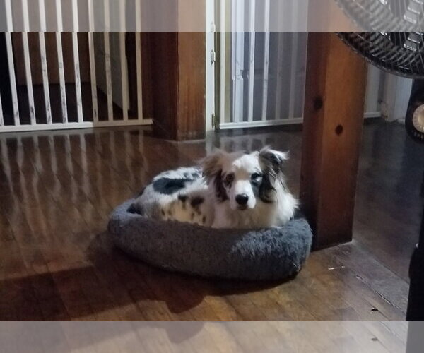 Medium Photo #5 Australian Shepherd Puppy For Sale in Oviedo, FL, USA