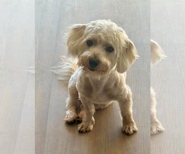 Medium Photo #3 Maltipoo (Miniature) Puppy For Sale in Corona, CA, USA
