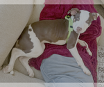 Small #2 American Pit Bull Terrier Mix
