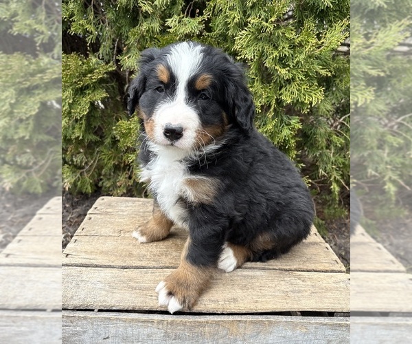 Medium Photo #4 Bernese Mountain Dog Puppy For Sale in MIDDLEBURY, IN, USA