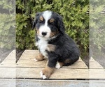 Small #3 Bernese Mountain Dog