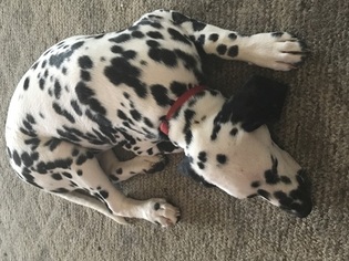 Dalmatian Puppy for sale in STEUBENVILLE, OH, USA