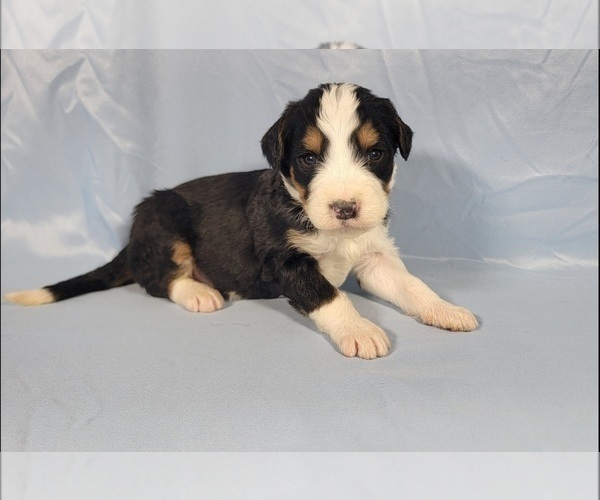 Medium Photo #8 Bernedoodle Puppy For Sale in BLACK FOREST, CO, USA