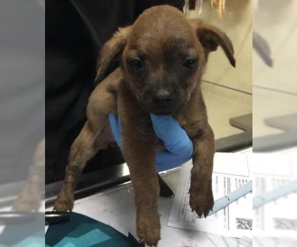 Medium Photo #1 Chihuahua-Unknown Mix Puppy For Sale in Riverside, CA, USA