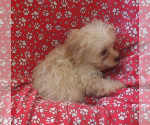 Medium Photo #4 Cavachon Puppy For Sale in PATERSON, NJ, USA