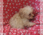 Small #3 Cavachon
