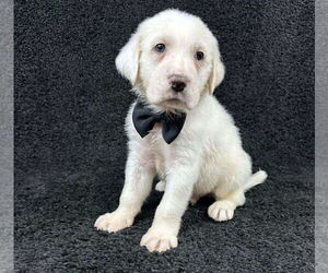 Great Pyrenees-Unknown Mix Dogs for adoption in Grafton, WI, USA