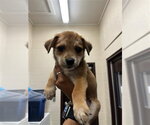 Small Labrador Retriever