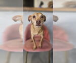 Small #2 Italian Greyhuahua