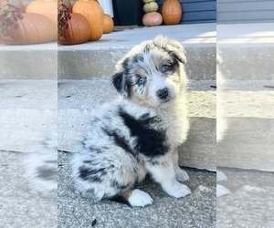 Australian Shepherd Puppy for sale in LODA, IL, USA