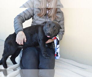 Welsh Corgi Mix Dog for Adoption in McKinney, Texas USA