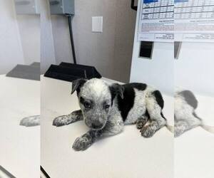 Mutt Dogs for adoption in Paso Robles, CA, USA