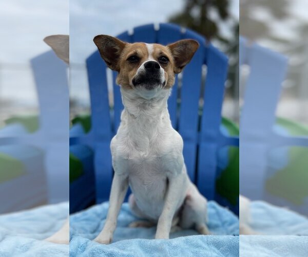 Medium Photo #2 Jack Russell Terrier-Unknown Mix Puppy For Sale in Arcadia, FL, USA