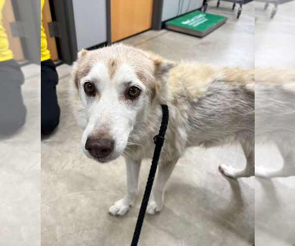 Medium Photo #4 Huskies -Unknown Mix Puppy For Sale in Pierceton , IN, USA