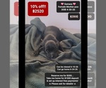 Image preview for Ad Listing. Nickname: Samara