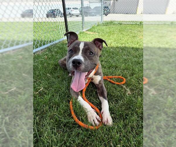 Medium Photo #1 American Pit Bull Terrier Puppy For Sale in Louisville, KY, USA