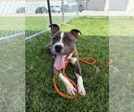 Small American Pit Bull Terrier