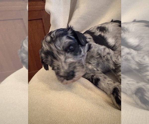 Medium Photo #1 Schnoodle (Giant) Puppy For Sale in MINNEAPOLIS, MN, USA